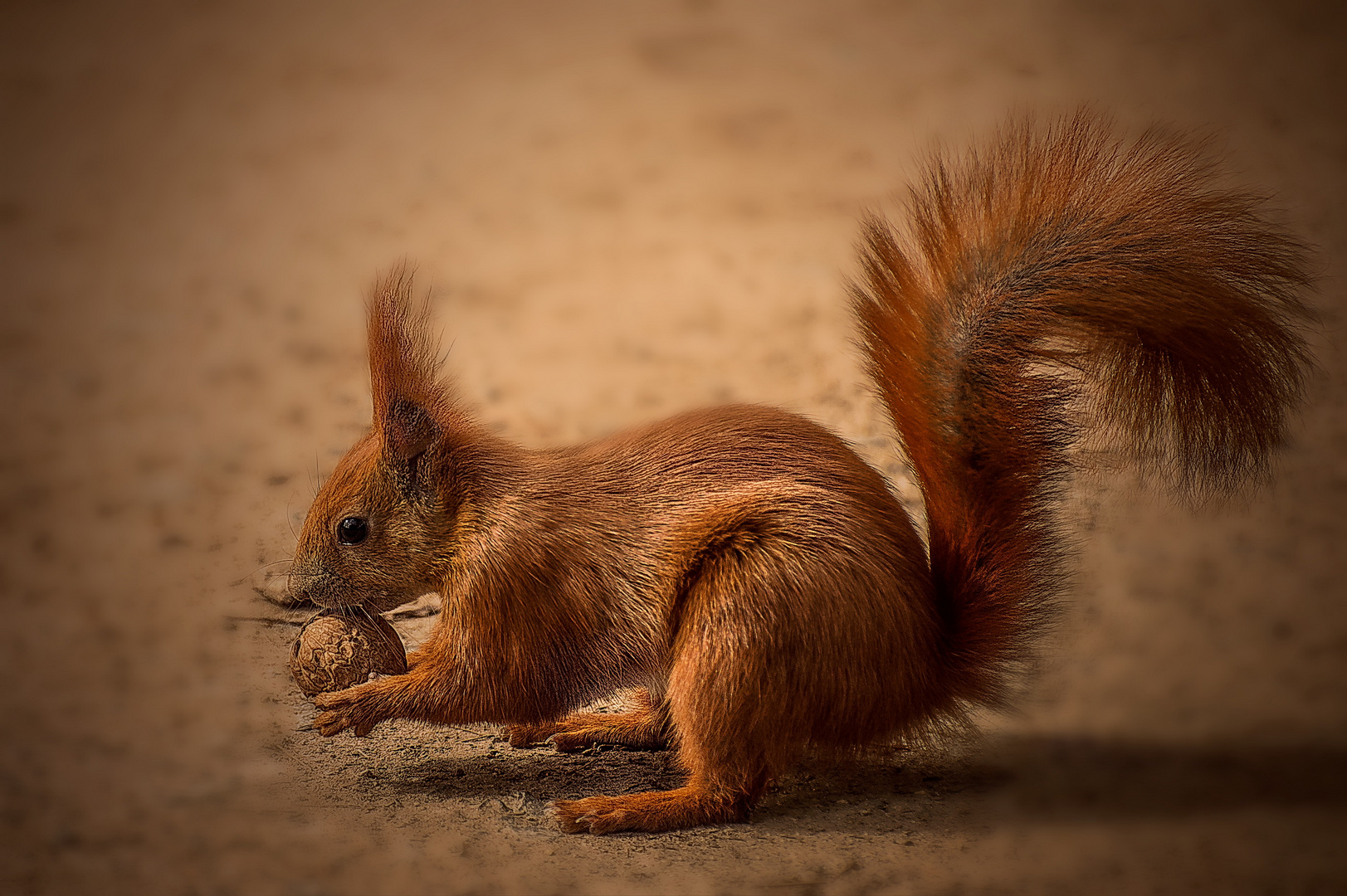 Eichhörnchen (Sciurus vulgaris)