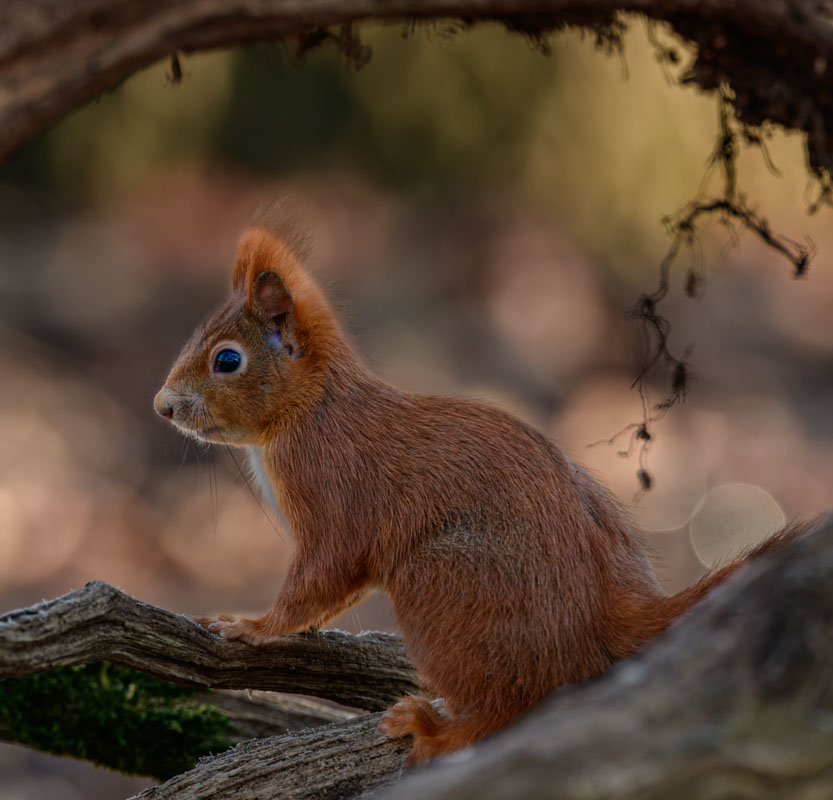 Eichhörnchen - Sciurus vulgaris