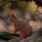 Eichhörnchen - Sciurus vulgaris