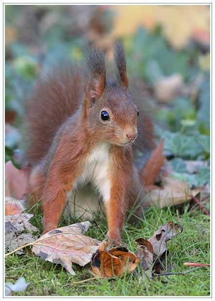 Eichhörnchen (Sciurus vulgaris)