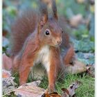 Eichhörnchen (Sciurus vulgaris)