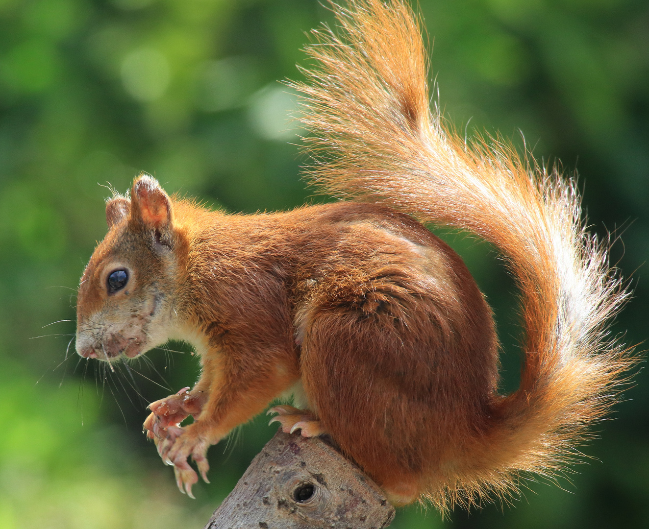 Eichhörnchen (Sciurus vulgaris)