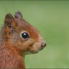 Eichhörnchen (Sciurus vulgaris)