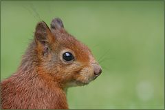 Eichhörnchen (Sciurus vulgaris)