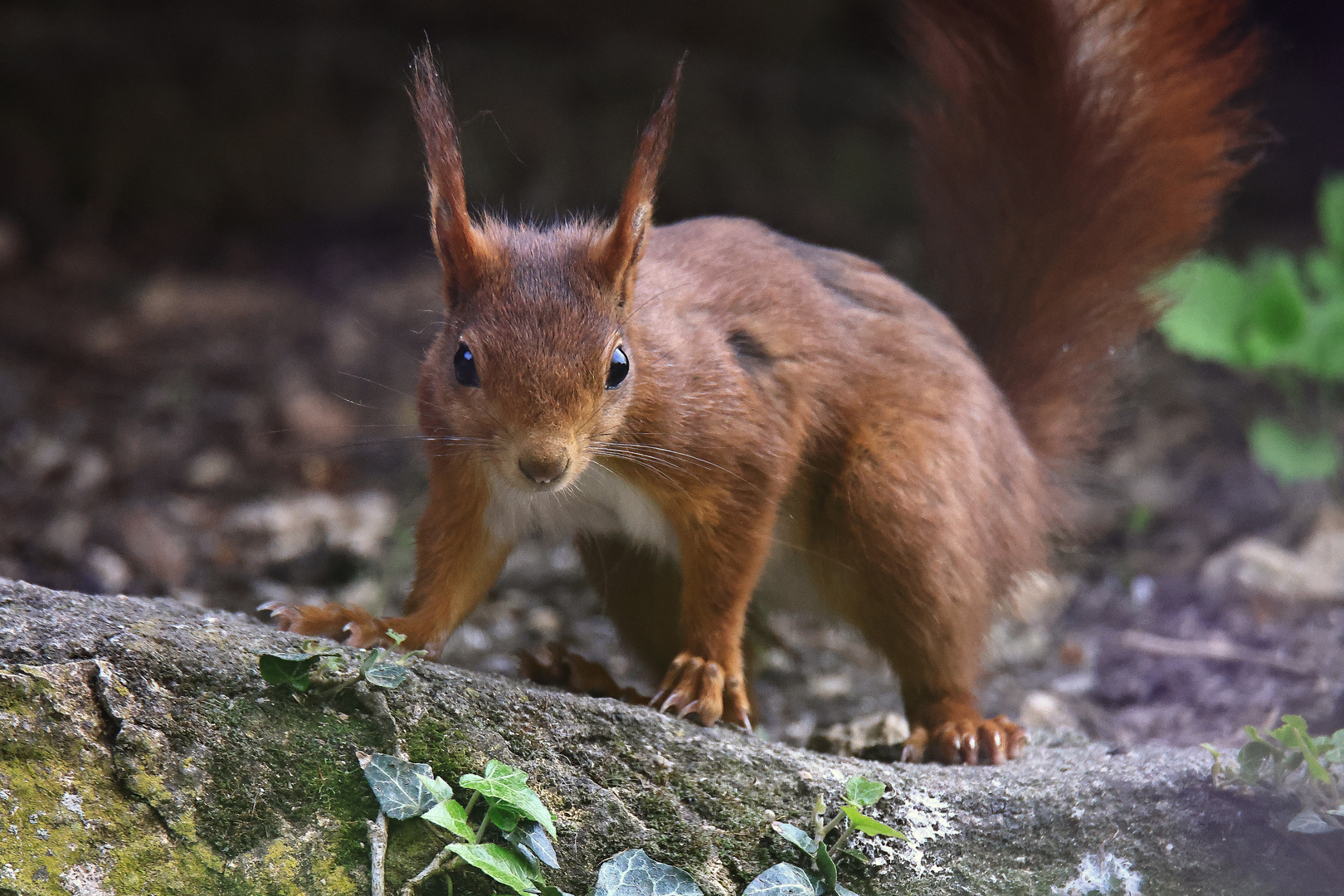 Eichhörnchen (Sciurus vulgaris)