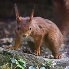 Eichhörnchen (Sciurus vulgaris)