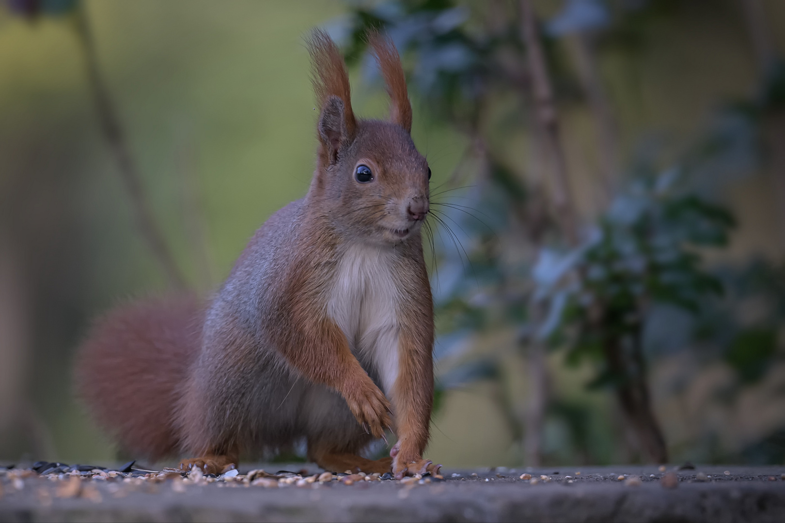  Eichhörnchen (Sciurus vulgaris)