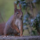  Eichhörnchen (Sciurus vulgaris)