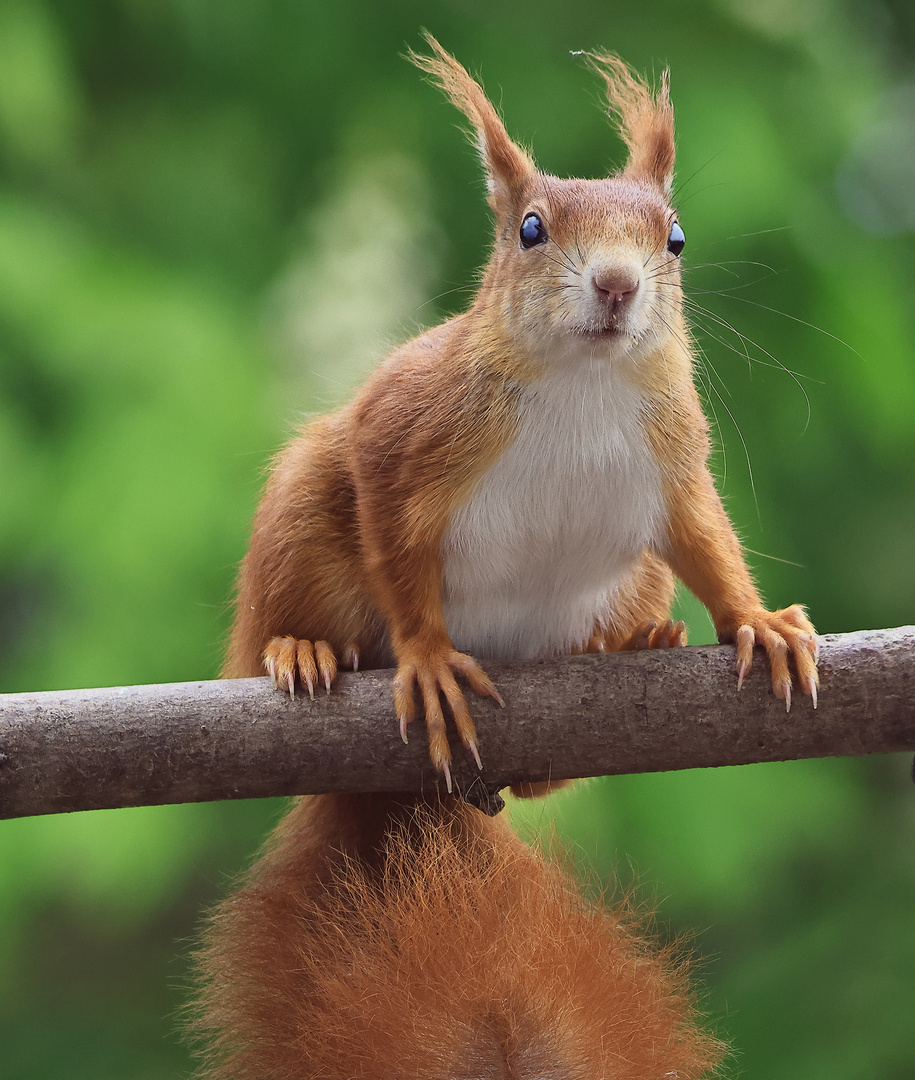 Eichhörnchen (Sciurus vulgaris)