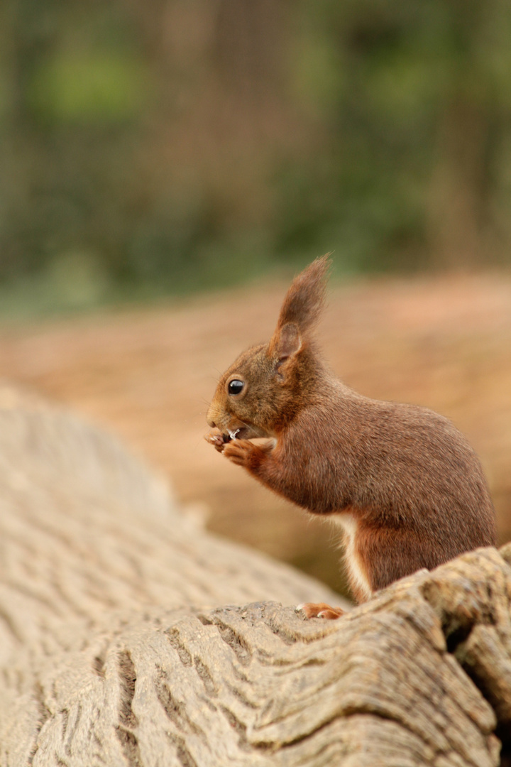 Eichhörnchen (Sciurus vulgaris)