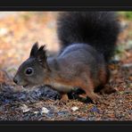 Eichhörnchen (Sciurus vulgaris)