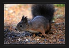 Eichhörnchen (Sciurus vulgaris)