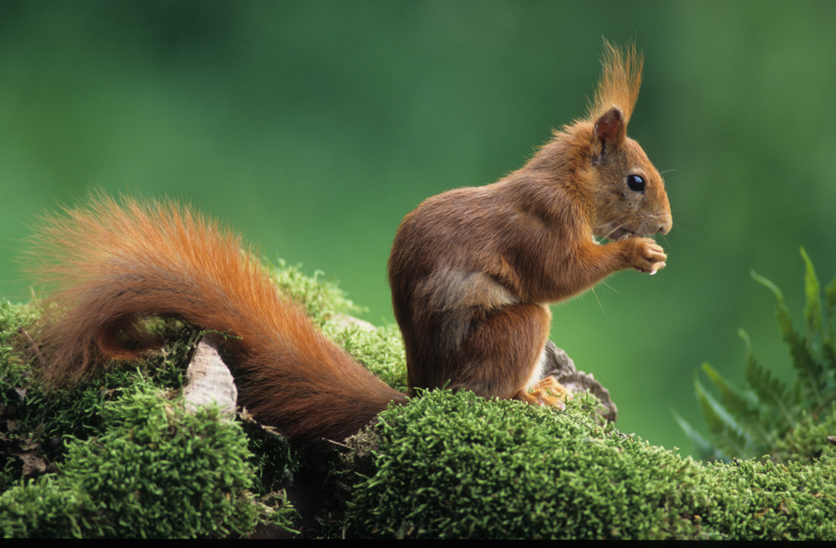  - EICHHÖRNCHEN -  ( Sciurus vulgaris )