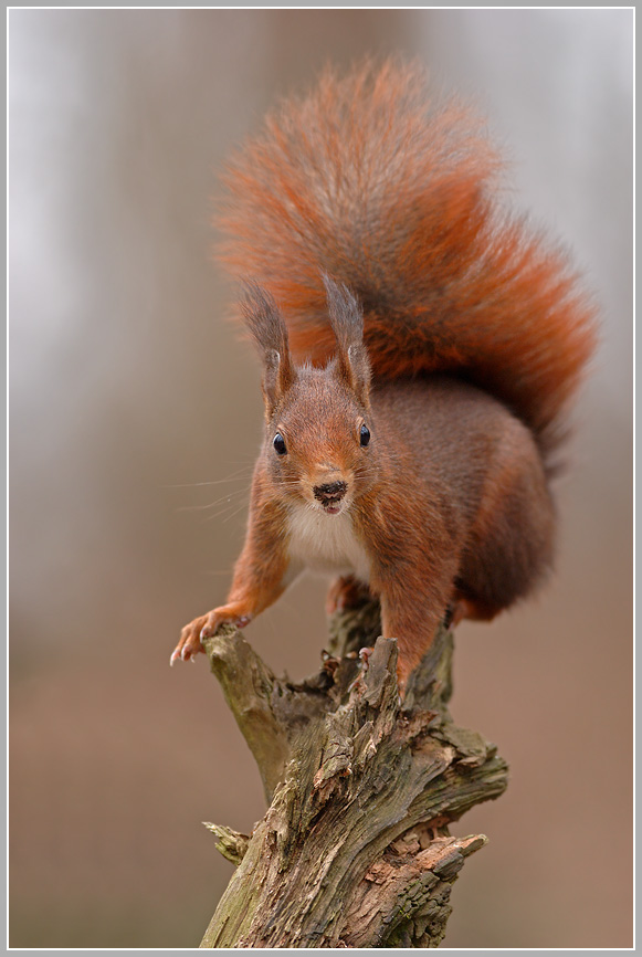 Eichhörnchen (Sciurus vulgaris)