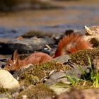 Eichhörnchen -  Sciurus vulgaris -  beim trinken am Bach