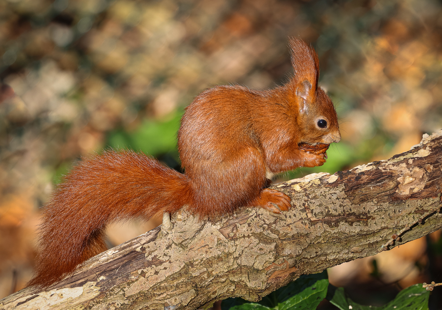 Eichhörnchen (Sciurus vulgaris)