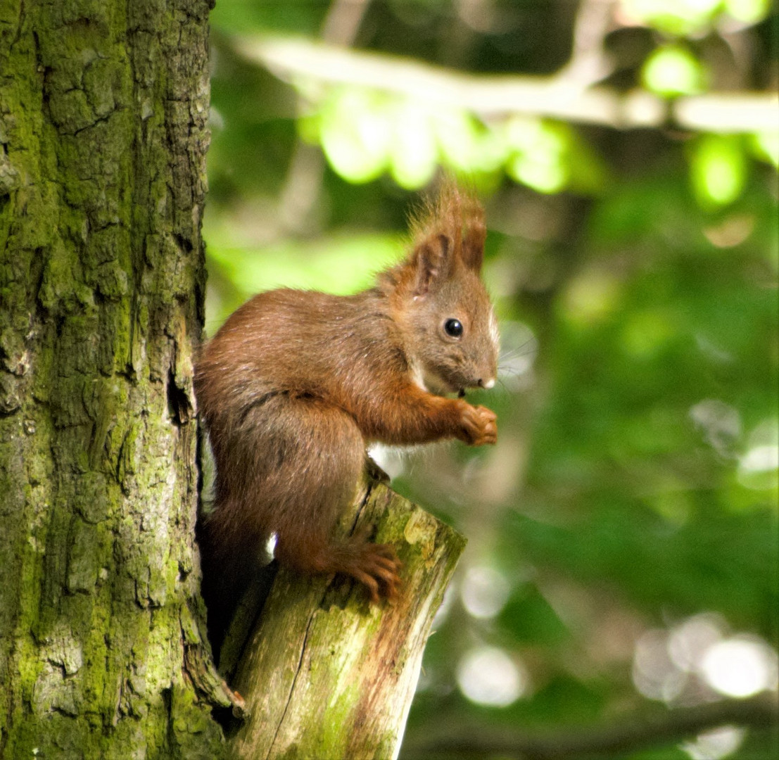 Eichhörnchen (Sciurus vulgaris)