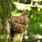 Eichhörnchen (Sciurus vulgaris)