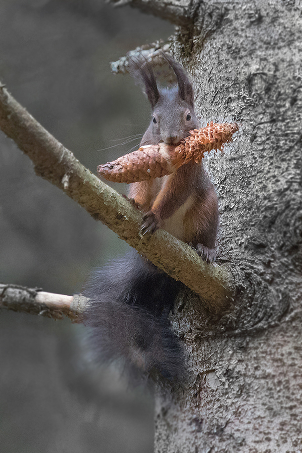 Eichhörnchen (Sciurus vulgaris)