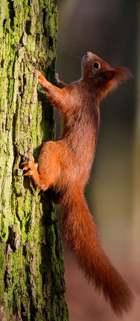 Eichhörnchen - Sciurus vulgaris