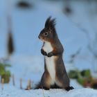 Eichhörnchen (Sciurus vulgaris) Copyright Josef Limberger Bubenberg Steegen Oö.  