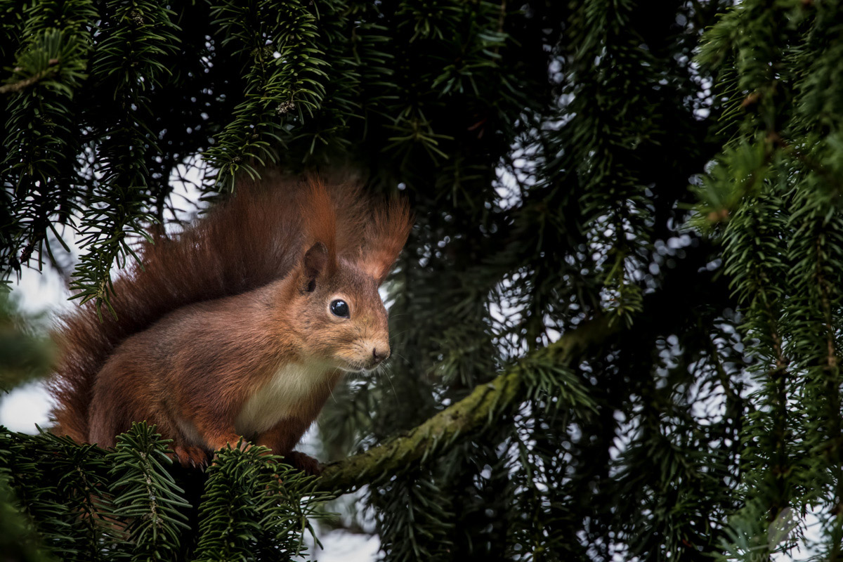 Eichhörnchen (Sciurus vulgaris)-Écureuil-Squirell