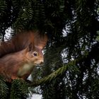 Eichhörnchen (Sciurus vulgaris)-Écureuil-Squirell