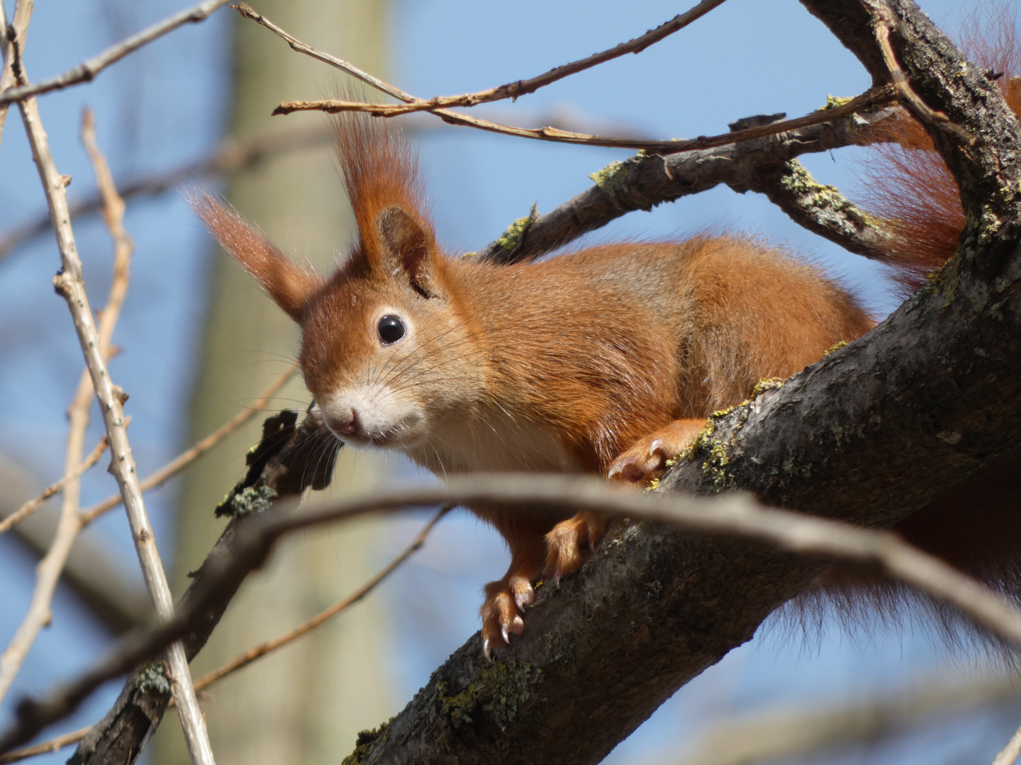 Eichhörnchen (Sciurus vulgaris)