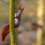 Eichhörnchen (Sciurus vulgaris)