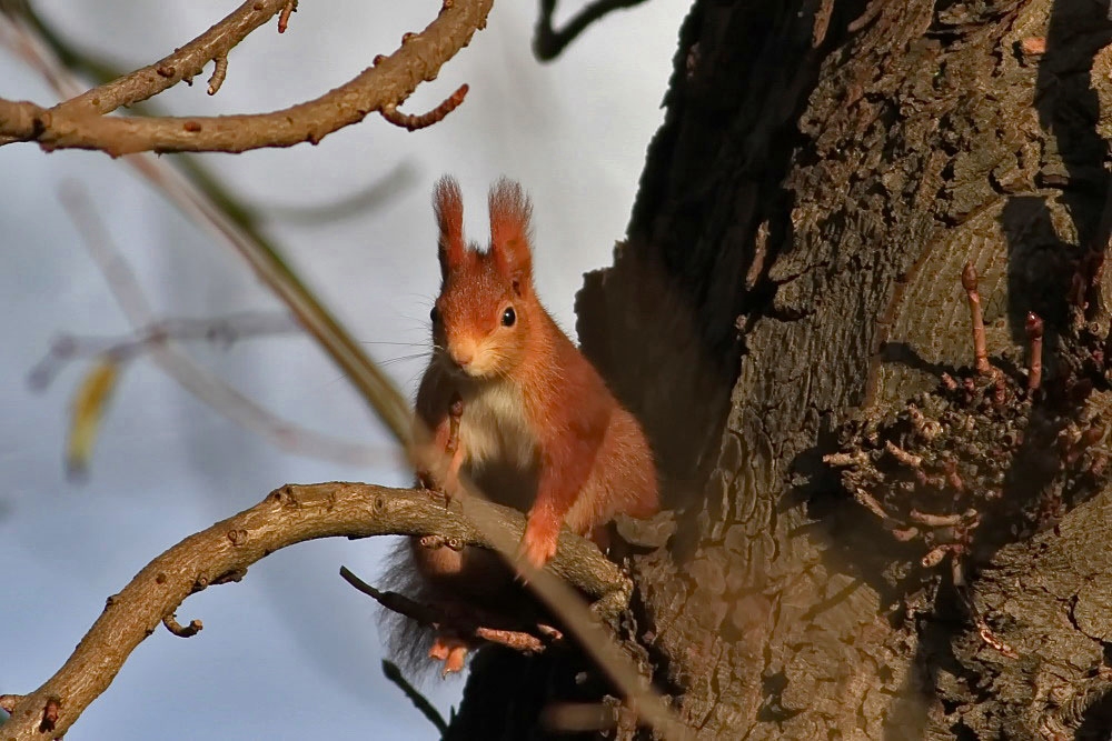 Eichhörnchen (Sciurus vulgaris]