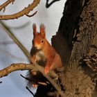 Eichhörnchen (Sciurus vulgaris]