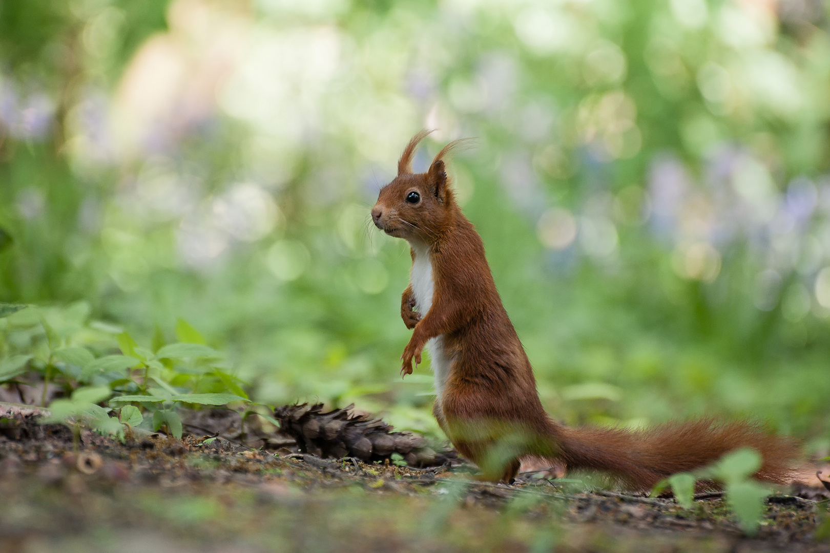 Eichhörnchen (Sciurus vulgaris)