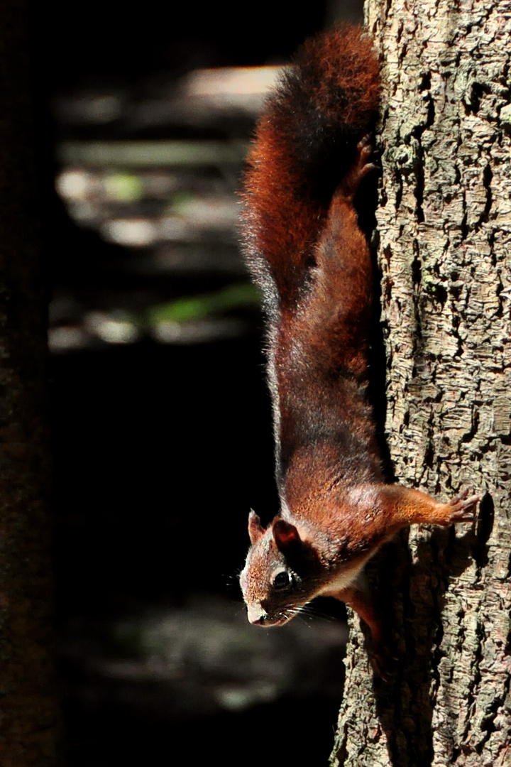 Eichhörnchen (Sciurus vulgaris)