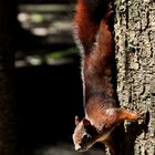 Eichhörnchen (Sciurus vulgaris)