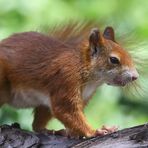 Eichhörnchen (Sciurus vulgaris)