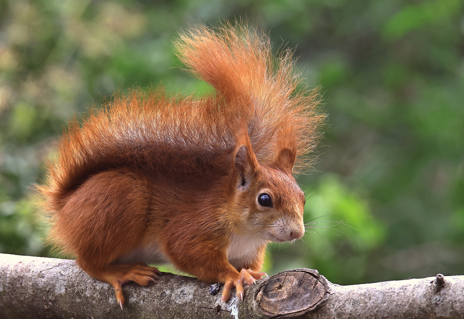 Eichhörnchen (Sciurus vulgaris)