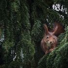 Eichhörnchen (Sciurus vulgaris)