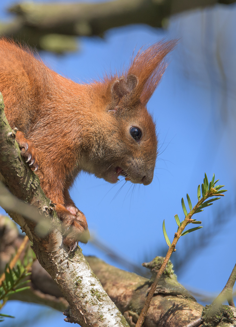 Eichhörnchen (Sciurus vulgaris)