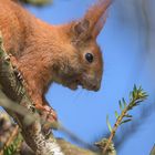 Eichhörnchen (Sciurus vulgaris)