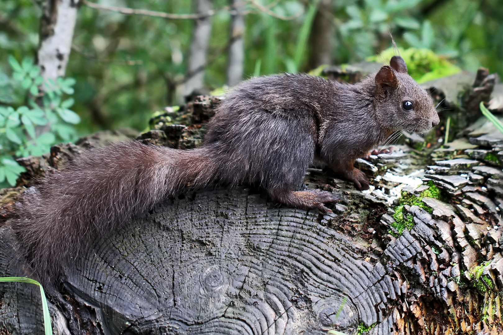 Eichhörnchen (Sciurus vulgaris) in den Bergen.