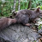 Eichhörnchen (Sciurus vulgaris) in den Bergen.