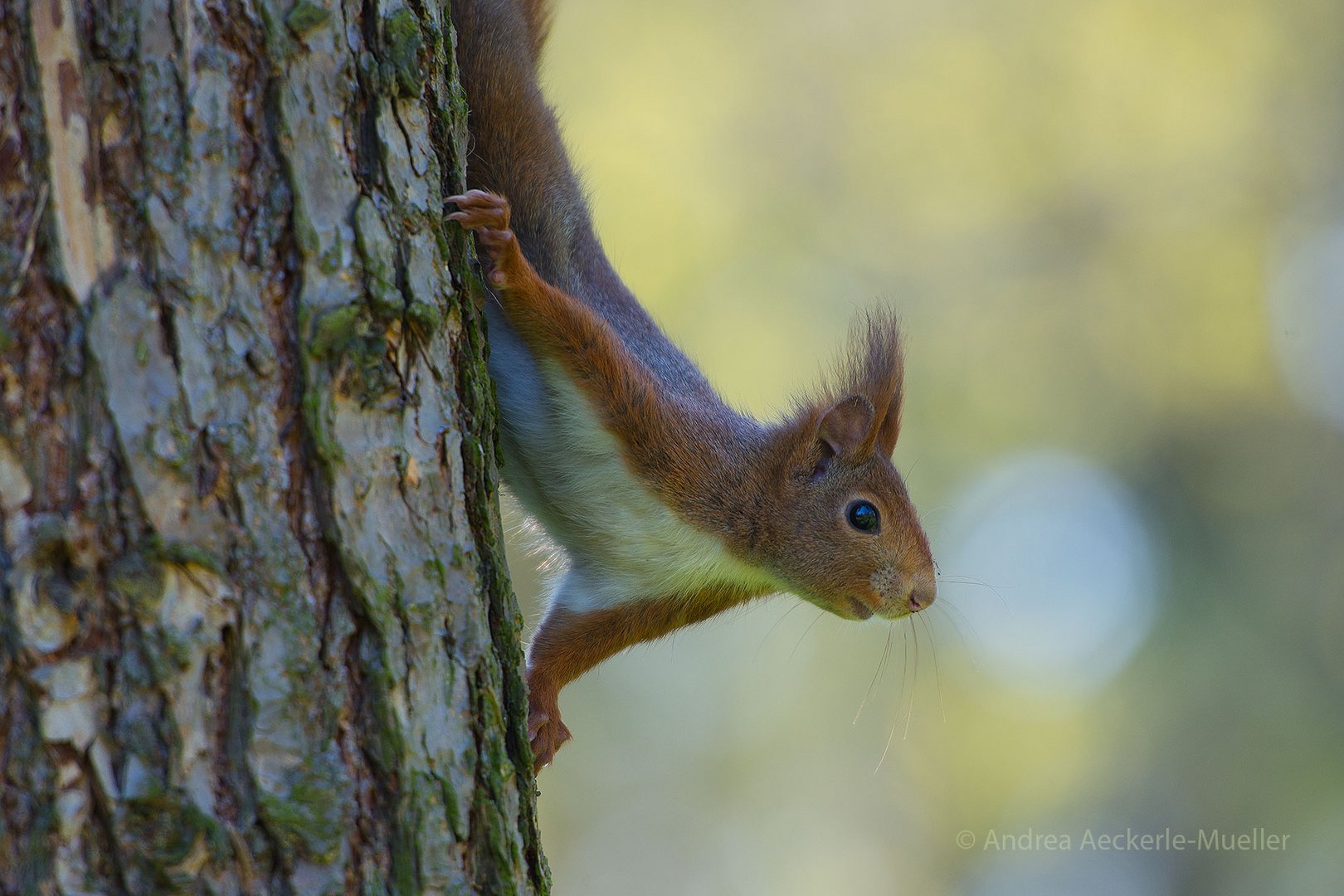 Eichhörnchen / Sciurus vulgaris (ND)