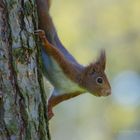 Eichhörnchen / Sciurus vulgaris (ND)