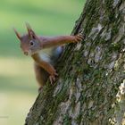 Eichhörnchen / Sciurus vulgaris (ND)