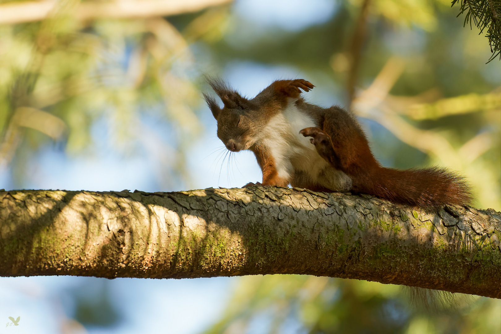 Eichhörnchen (Sciurus vulgaris). Welch ein Genuss ....