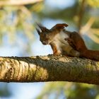 Eichhörnchen (Sciurus vulgaris). Welch ein Genuss ....