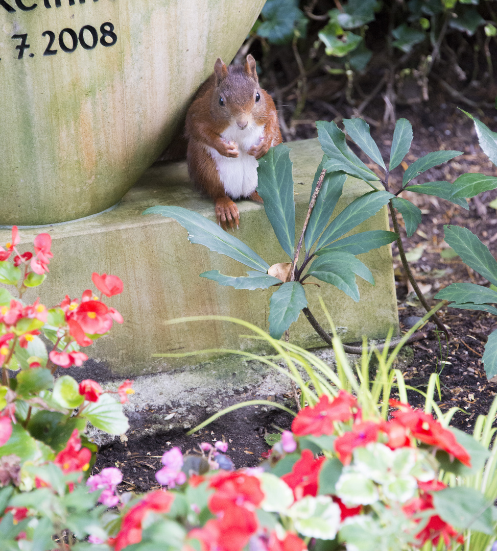 Eichhörnchen sehr fotogen