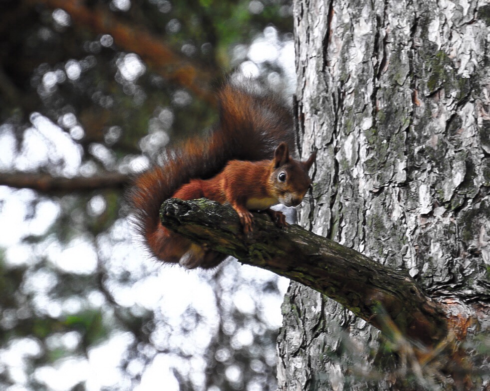 Eichhörnchen Serie 1