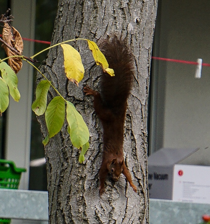 Eichhörnchen Serie Bild 3