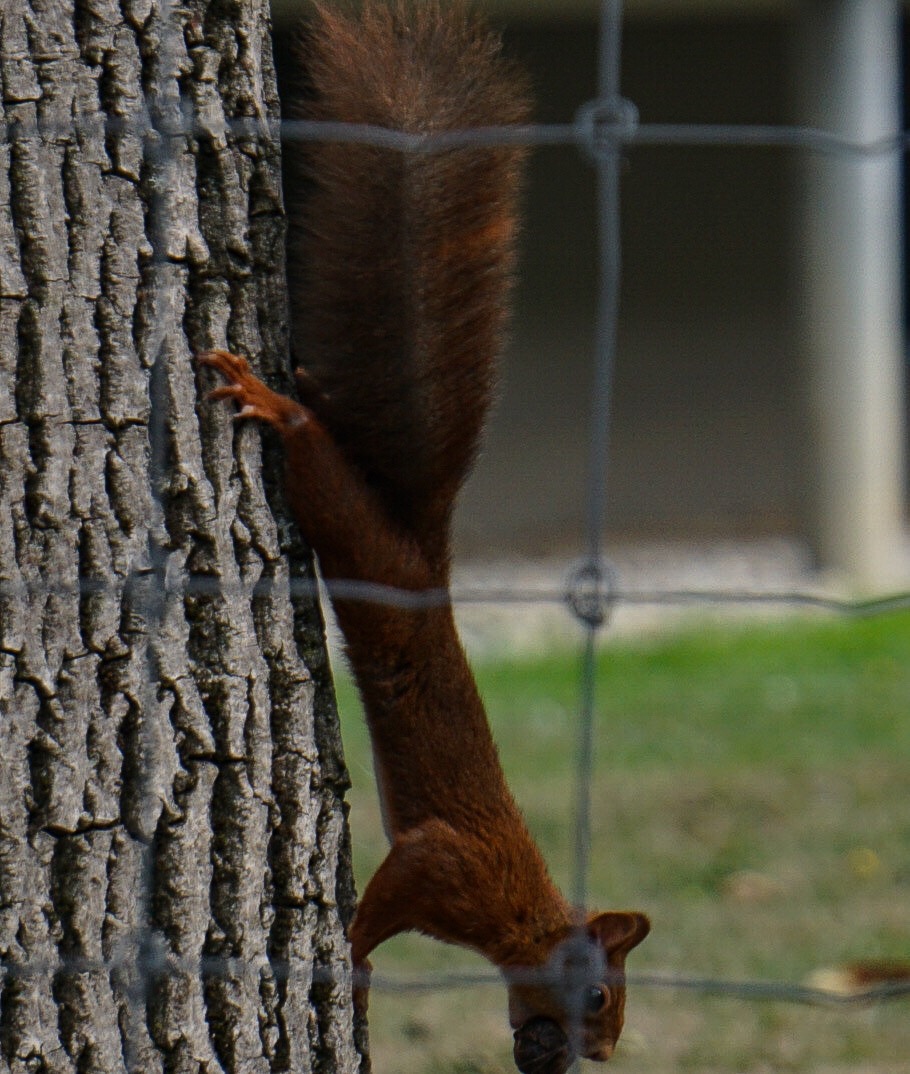 Eichhörnchen Serie Bild 4